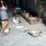 voluntariado en india con perros