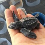 voluntariado en guatemala ayudando tortugas