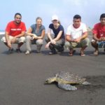 voluntariado en guatemala tortugasHawaii 1