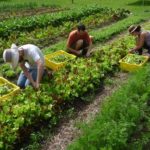 voluntariado internacional estonia agricultura